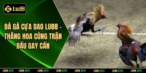 Đá gà cựa dao